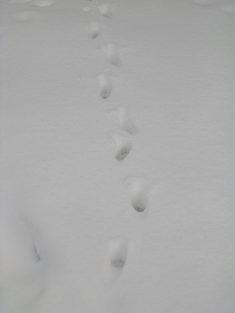dscn1717.jpg