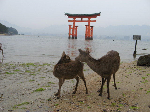 66_miyojima_IMG_0112.jpg