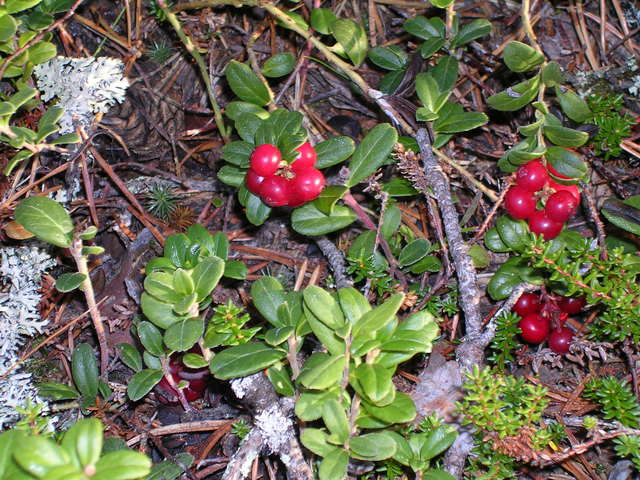 dscn5996.jpg