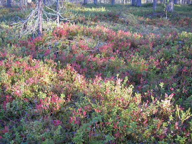 dscn6005.jpg