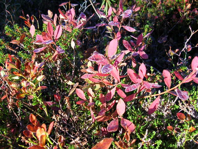 dscn6019.jpg
