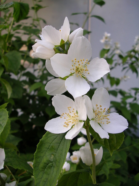 dscn0413.jpg