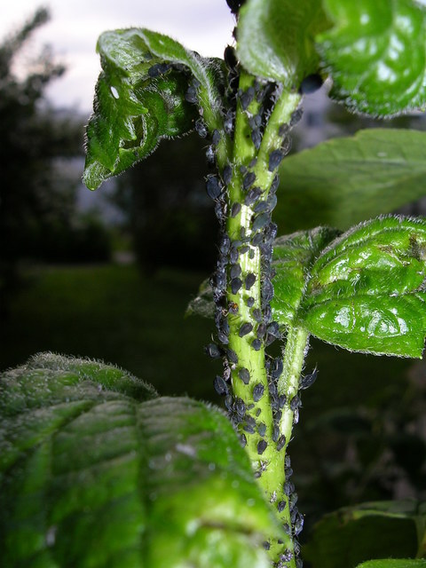 dscn0421.jpg