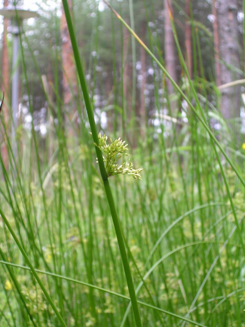 dscn0630.jpg