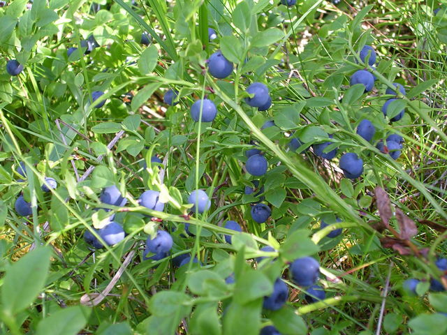 dscn0767.jpg
