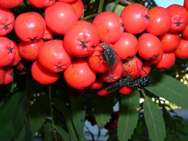 dscn0906.jpg