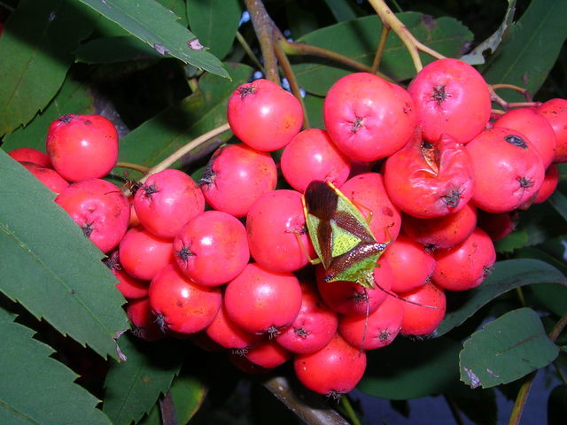 dscn0907.jpg
