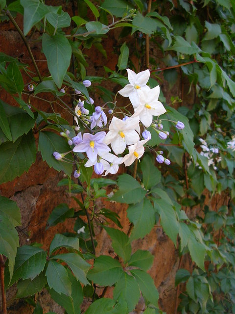 dscn4093.jpg