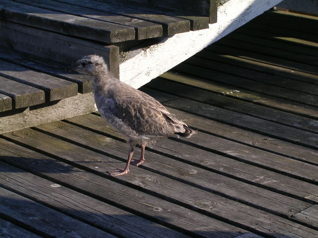 dscn3343.jpg