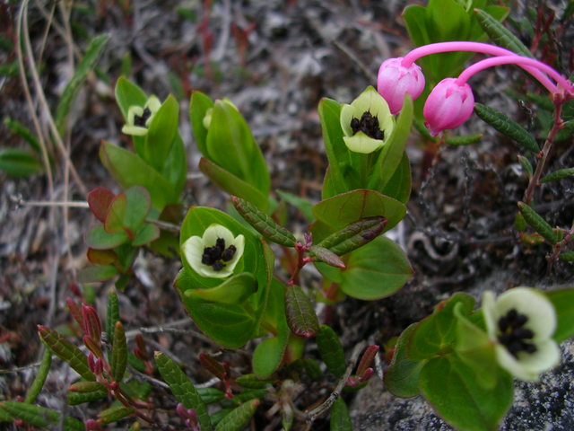 dscn5383.jpg