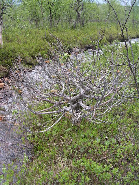 dscn5429.jpg